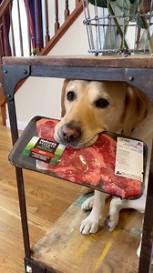 18M views · 236K reactions | What’s the craziest thing your dog has stolen? #dog #labrador #dogsofinstagram #relatable #doglife #funnydog #doglover #magnus | Magnus The Therapy Dog | Facebook