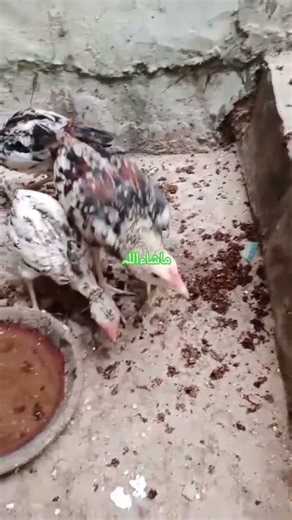 Chicks Eating Live Food #chicks