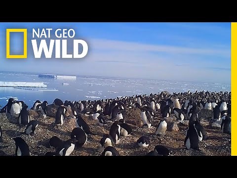 Explore a Hidden Colony of 1.5 Million Antarctic Penguins | Nat Geo Wild