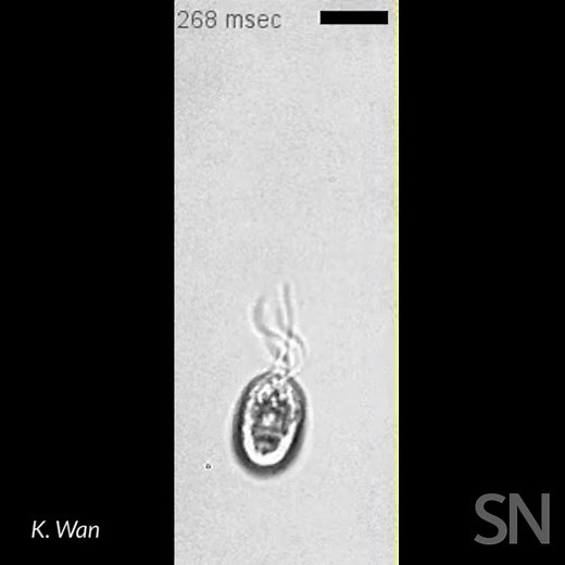 79K views · 254 reactions | A microscopic speck of green algae can trot or gallop like a horse. Another one can do a rough breastroke with eight flagella. They may be tiny, but their movements are hypnotic. (Learn more: https://www.sciencenews.org/article/algae-use-flagella-trot-gallop-move-gaits-all-their-own) | Science News Magazine | Facebook