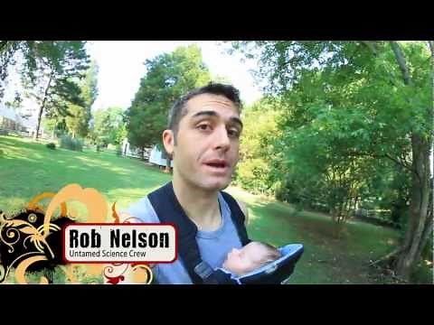 Silver Maple Identification