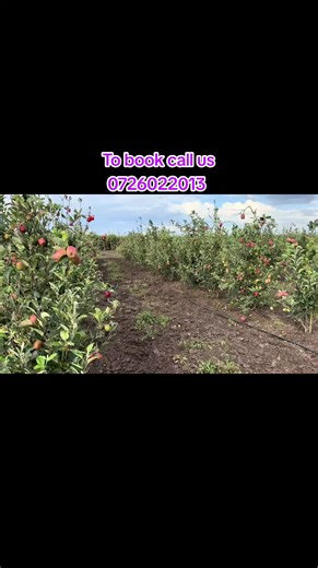 Advantages of grafting apples with M9 rootstock 1.This rootstock promotes dwarfing, which results in smaller trees that are easier to manage, prune, and harvest.This makes the apples mature after 9 months of planting. 2. The reduced tree size also allows for higher planting density, increasing orchard productivity. 3. M9 rootstock improves precocity, leading to earlier fruit production(9 months) compared to standard rootstocks. 4. It is known for enhancing fruit size and quality, as well as prov