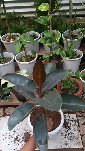 Rubber Plant Care: How to Repot, Plant, and Clean Leaves for Faster Growth