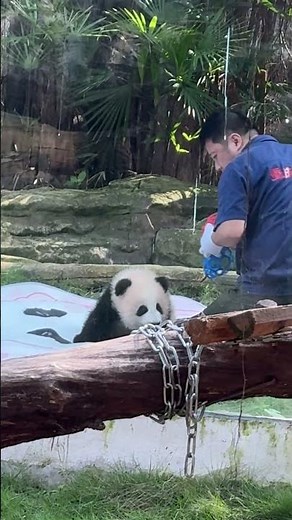 Nanny Taking Care of Baby Panda – Sweetest Care Moments Ever 🐼❤️