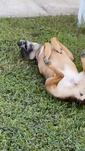 Dorka & Monte on Instagram: "Dorka’s going for gold 🐶🥇"