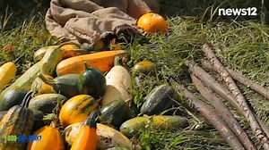 2.2K views | GO GREEN: We’re uncovering the best plant pairings that double as natural pest control - https://bit.ly/3YtavzW | News 12 Connecticut | Facebook