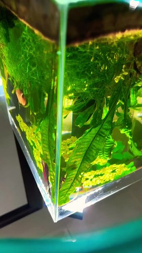 Train Your Betta Fish with These Fun Tricks!