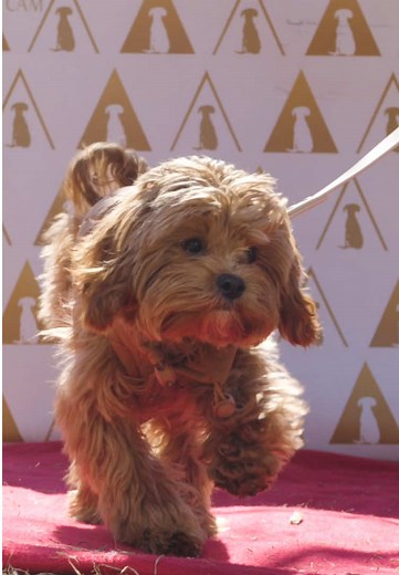 Puppy Glam Cam on TikTok