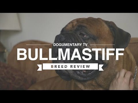 BULLMASTIFF BREED REVIEW