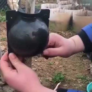 5 pcs Plant Root Growing Box For Garden 5/8/12cm In Diameter Plant Rooting Ball Grafting Rooting