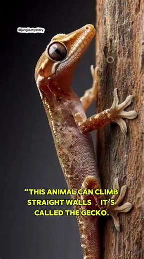 “This Lizard Can Walk Upside Down 😱”
