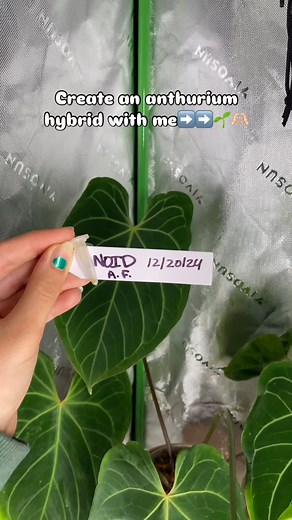 Pollination time 🌱🌱⬇️ With these new flowering anthuriums in my collection I am going to start creating hybrids like crazy!! So many fresh flowers almost receptive for pollen. Going to be fun 🌱 This pap is going through the female stage (receptive for pollen). The stigmatic fluid is produced and that’s when you add pollen to it! You either use pollen you have collected and stored or from a fresh flower that’s in the male pollen producing stage! This fluid helps the pollen stick to the flower 