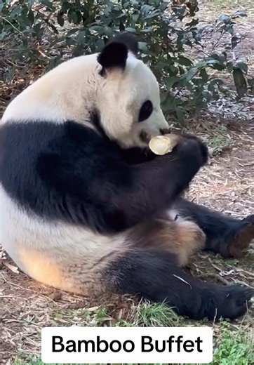 Bamboo Buffet: Pandas Enjoying Their Favorite Snack