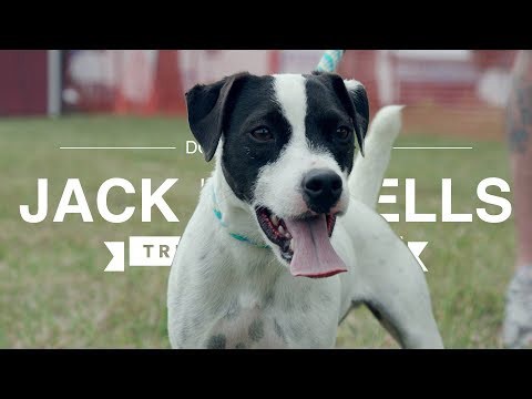 JACK RUSSELLS: TRIALING THESE AMAZING TERRIERS