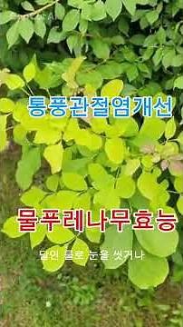 Benefits of Ash Tree / Blood Circulation #HealthInfo #MedicinalPlants #WildHerbs