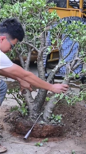 How to Propagate a Large Jade Plant: Step-by-Step Guide
