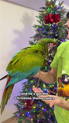 Look at this Christmas parrot! He is a Great Green Macaw and he has the Christmas themed colors red and green just like the Christmas tree! #macaw #buffonsmacaw #parrot #christmas #pets