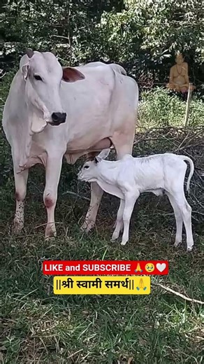 श्री स्वामी समर्थ 🙏🌸📿 #shortsfeed #shorts