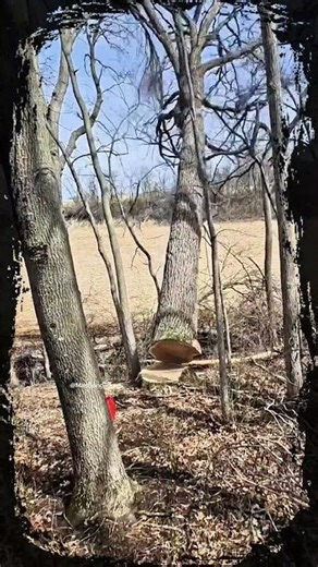 professional lumberjack thrill