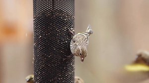 38K views · 1K reactions | Learn your feeder birds with the new...