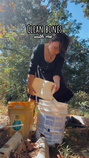 ‼️CW: ANIMAL BONES. Cleaning bones is a straightforward process that doesn't require an elaborate setup. With just dish soap, hydrogen peroxide, and a lidded bucket or tub, you're all set to preserve bones easily. And, of course, safety first! When dealing with bones that still have rotting flesh and a strong odor, make sure to wear gloves and take extra precautions. Proper hygiene and protection are essential for a successful bone cleaning process. 💀🧼 • #vultureculture #homesteadlife #homeste