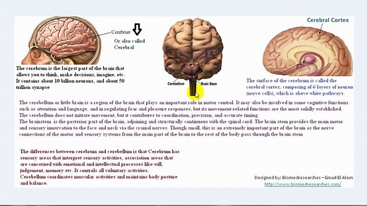 [脑机搬运工] 理解EEG(Understanding EEG)
