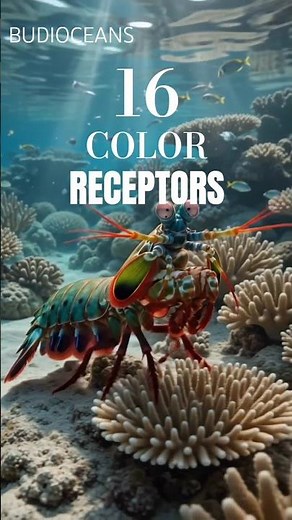 The Mantis Shrimp Has 16 Different Color Receptors to Sees The World #facts #wildlife #mantis
