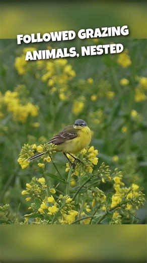 WESTERN YELLOW WAGTAIL: Did You Know?
