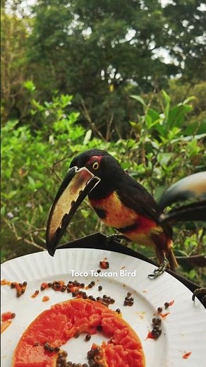 Toco Toucan Eating Papaya 🥭 Nature’s Most Colorful Bird!