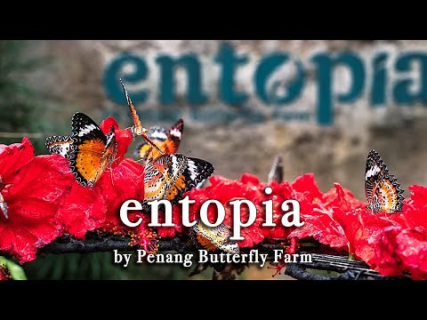 Entopia by Penang Butterfly Farm Malaysia【Full Tour in 4k】
