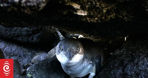 Kororā: Little Blue Penguin | Full Documentary