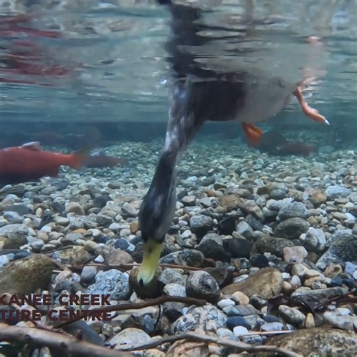Kokanee Creek Nature Centre on Instagram: "Flipper kick'n good! 🦆💃💃 You may notice mallard ducks doing a little cha-cha dance in the spawning channel. These ducks have figured out how to dig in gravel to excavate some of the Kokanee salmon's nutritious eggs. #bcparks #kokaneesalmon #kokanee #nelson #trailcam #nature #explore #britishcolumbia #canada #outdoor #campinglife #campingtrip #environment #duck #salmon #hikinglife #wildlifephotography"