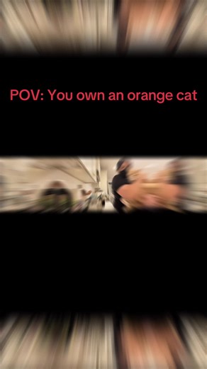 He knocked over my entire iPad 🥹 | Orange Cat