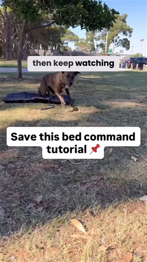 NEZ | Dog Training and Behaviour on Instagram: "Save this tutorial 📌 My favourite treat pouch from @stylish.hound"