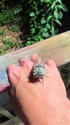 Summer 2026 Cicada Sightings: New Jersey Nature Moments