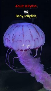Adult Jellyfish vs Baby Jellyfish
