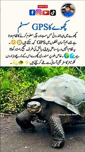 Turtle Eggs 🐢🥚 – Nature’s Tiny Miracle!#AmazingNatureShorts #Wildlife #Shorts