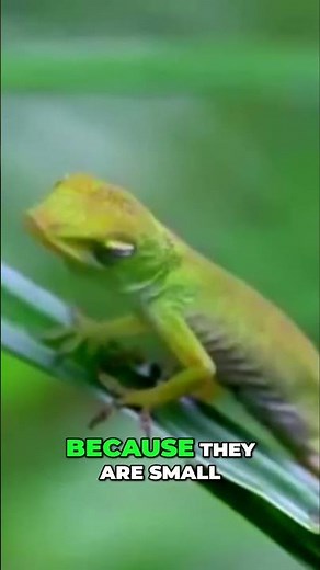 Green Anole Care: The Perfect Beginner Lizard You NEED!