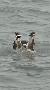 186M views · 3.2M reactions | When Osprey grab a hold of something a...