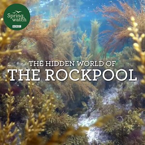 255K views · 1.2K reactions | Gillian Burke reveals the extraordinary lives of our precious rockpool species and the tactics they deply to survive.   #Springwatch | BBC Springwatch | Facebook