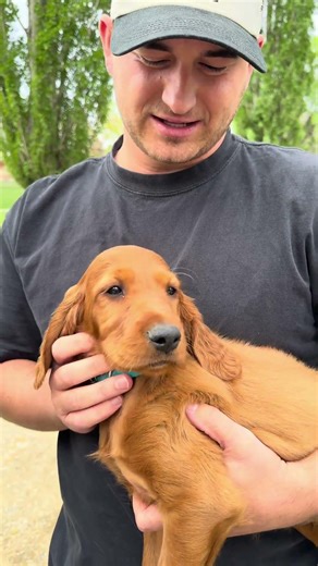 Irish Setter Puppies!