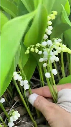 Thu Hoạch Hoa Linh Lan Tại Vườn 🌸 Cực Thơm & Đẹp Mê Ly