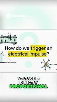 Action Potential The Science of Electrical Impulses Explained