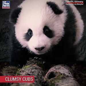101K views · 3.8K reactions | Adorable video shows Zoo Berlin's twin pandas as they tumbled around during their public debut | Fox News | Facebook