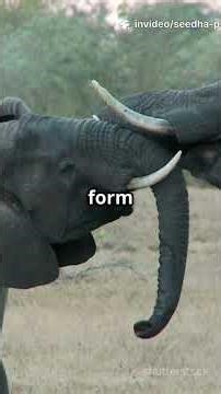 What Makes ELEPHANT Pregnancy The Longest On Earth?