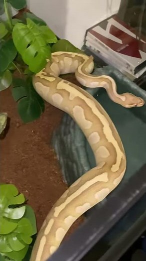 Ball python sneezing