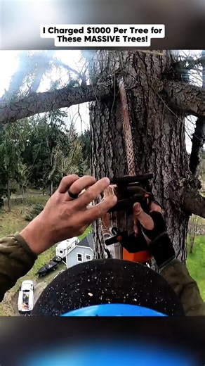 I charged $1000 per tree for These MASSIVE Trees! #guiltyoftreeson #chainsaw #woodcutting #treeworker #Vlog