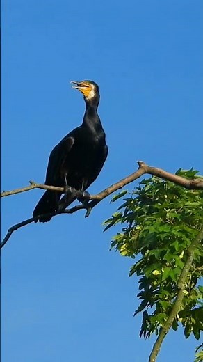 Great Cormorant sounds, cormorant calling, [part2]