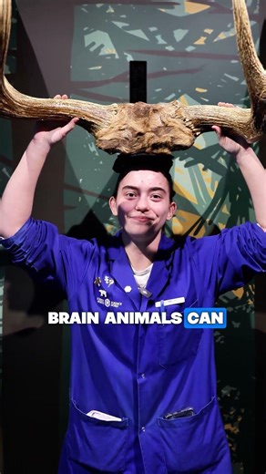 Does Brain Size Actually Matter? 🧠