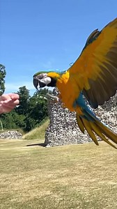 Our morning in 40 seconds exploring Berkhamsted Castle! W/ Shelby the Macaw ...#berkhamsted #berkhamstedcastle #mikeyandmia #freeflying #macaws #parrots #sun #summer | Mikey and Mia